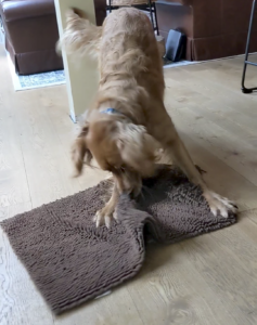 Golden Retriever Dog action shot of him wiping his front paws on a rug.