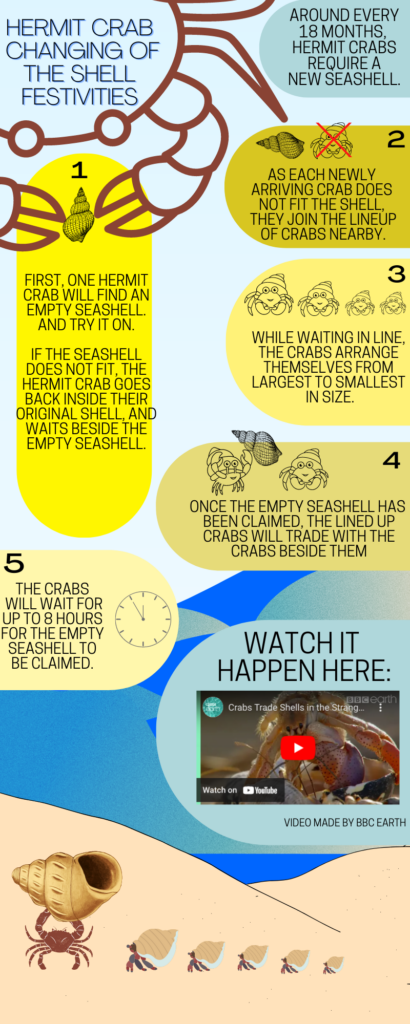 An infographic about the process of how hermit crabs trade their shells. The crabs will line up largest to smallest and wait for an empty seashell to be claimed, then they trade with each other in the line!