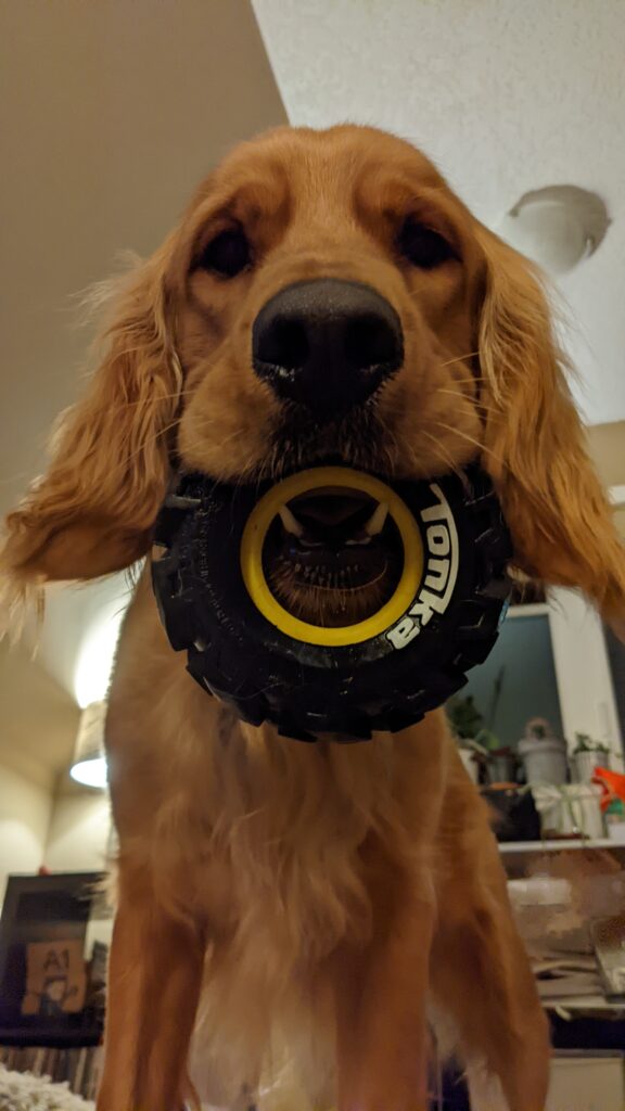 Dog Picture holding toy in mouth