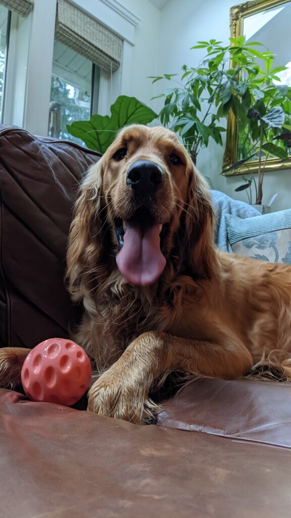 Picture of a Golden Retriever laying on a sofa with a ball.
